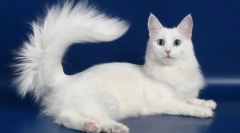 Кралскиот луксуз: мачки со долги гради